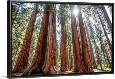 Group Of Sequoia Trees, Sequoia National Park, California