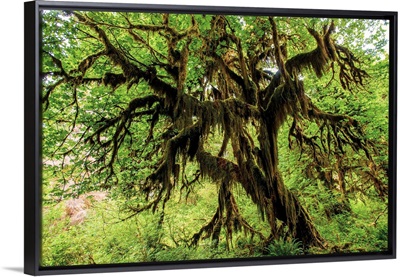 Hall of Mosses, Hoh Rain Forest, Olympic National Park, Washington