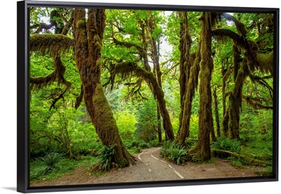 Hall of Mosses, Hoh Rain Forest, Olympic National Park, Washington