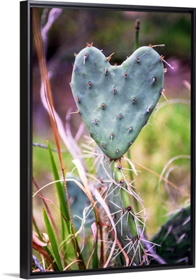 Heart-Shaped Cactus, Grand Canyon National Park, Arizona