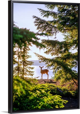 Hidden Deer, Crater Lake, Oregon