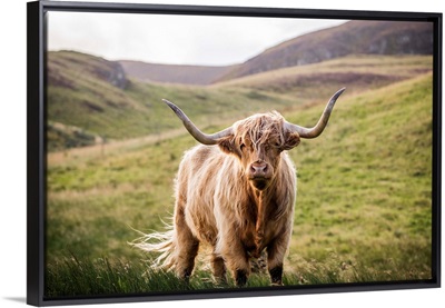 Highland Cow in Rolling Hills, Scotland