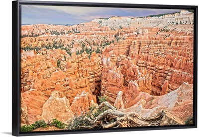 Hoodoos in the Amphitheater of Bryce Canyon National Park, Utah