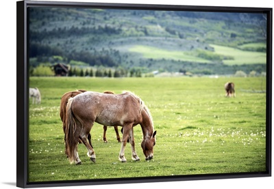 Horses grazing in a field in Arches National Park, Utah