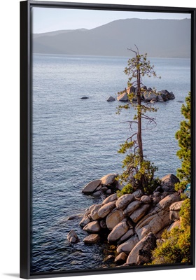 Jeffrey Pine, Lake Tahoe, California And Nevada