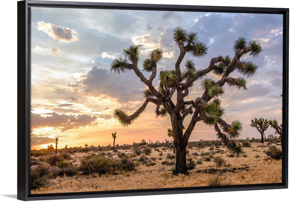 View of a large Joshua tree and desert vegetation after dawn in California.
