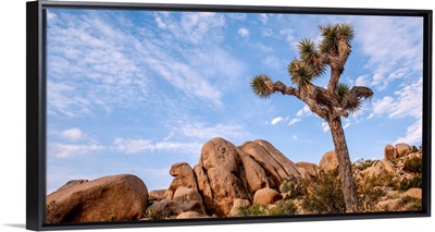 Joshua Tree And Desert Rocks, Joshua Tree National Park, California