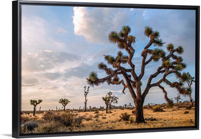 Joshua Tree And Desert Vegetation, Joshua Tree National Park, California