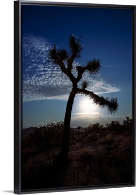 Joshua Tree Silhouette And Moon In Joshua Tree National Park, California