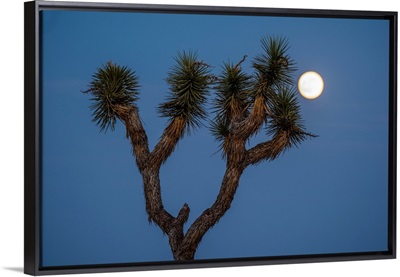 Joshua Tree With Moon, Joshua Tree National Park, California