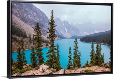 Lodgepole Pine Trees Near Moraine Lake In Alberta, Canada