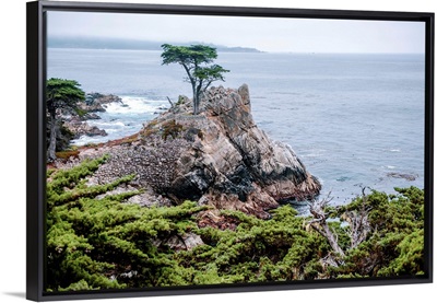 Lone Cypress, Pebble Beach, Del Monte Forest, California
