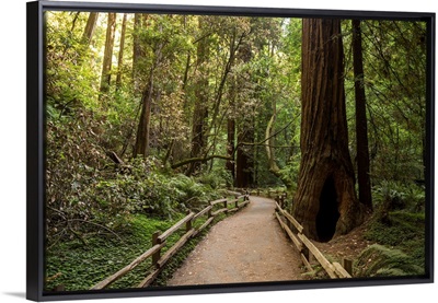 Muir Woods, Golden Gate National Recreation Area