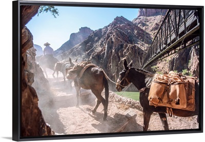 Mule And Horseback Tour In Grand Canyon National Park, Arizona