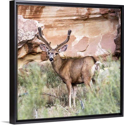 Mule Deer at Capitol Reef National Park