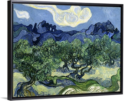 Olive Trees With The Alpilles In The Background