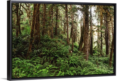 Olympic National Park Wilderness, Washington
