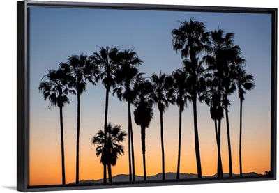 Palm Tree Silhouettes, Venice Beach, California