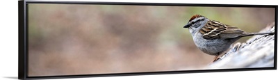Panoramic View of A Chipping Sparrow at Yellowstone National Park