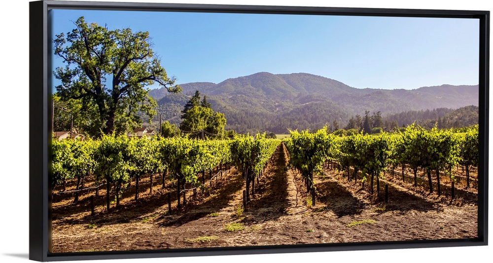 Panoramic photograph of rows of grapes at a vineyard in Napa Valley, California, with rolling hills in the background.