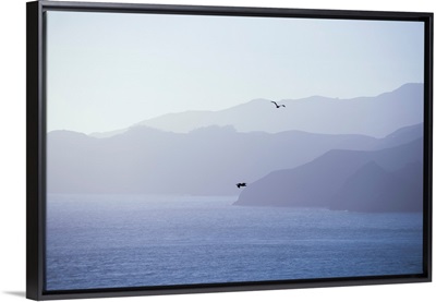 Pelicans Drift Through The Pacific Air, San Francisco