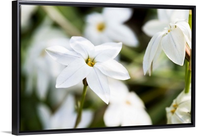 Photo Nature - All About Jasmine