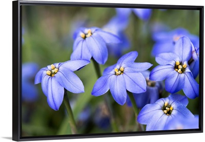 Photo Nature - Birds Of A Feather