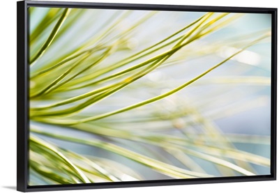 Photo Nature - Lost In The Pines