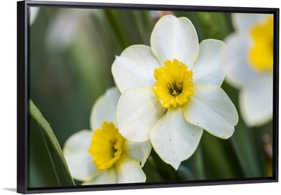 Photo Nature - Morning Daffodils