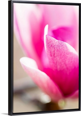 Photo Nature - Pretty In Pink