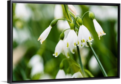 Photo Nature - Summer Snowflake