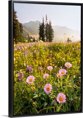 Pink Mountain Daisy, Mount Rainier National Park, Washington
