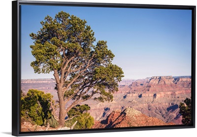Pinyon Pine At Grand Canyon National Park, Arizona