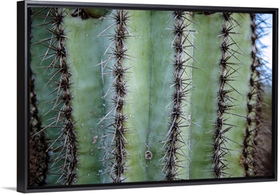 Prickly Cactus In Phoenix, Arizona