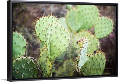 Prickly Pear Cactus, Sedona, AZ
