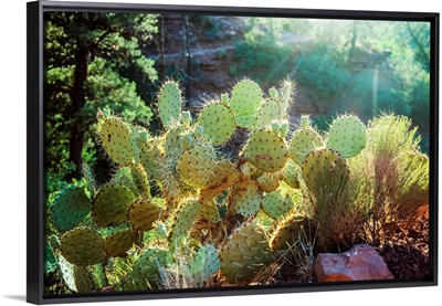 Prickly Pear In Sedona, Arizona