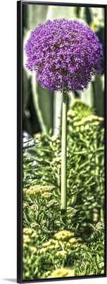 Purple Allium with Opuntia and Yarrow