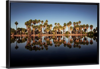 Reflection Of Palm Trees On Papago Ponds In Papago Park, Phoenix, Arizona
