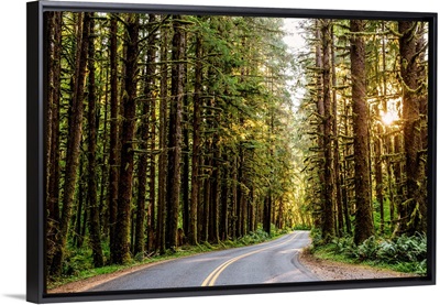 Road In Olympic National Park, Washington
