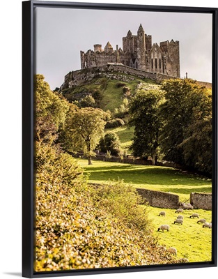Rock of Cashel with Sheep, Cashel, County Tipperary, Ireland