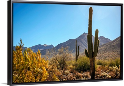 Saguaro Cactus In Phoenix, Arizona
