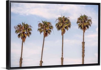 San Diego Palm Trees, California