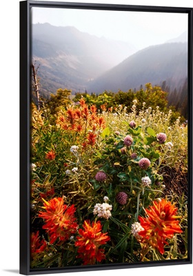Scarlet Paintbrush And Wildflowers, Mount Rainier National Park, Washington