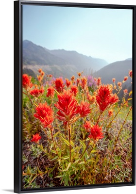 Scarlet Paintbrush, Mount Rainier National Park, Washington