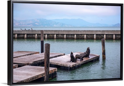 Sea Lions Gather On Pier 39, San Francisco