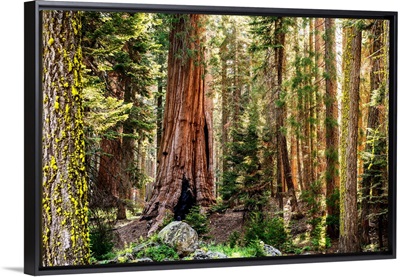 Sequoia Forest, Sequoia National Park, California
