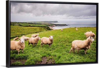 Sheep on the Coast, County Antrim, Northern Ireland, UK
