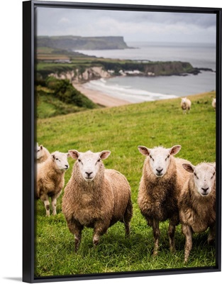 Sheep on the Coast, County Antrim, Northern Ireland, UK - Vertical