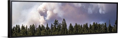 Smoke from the Brian Head fire darkens the sky over a pine forest in Utah