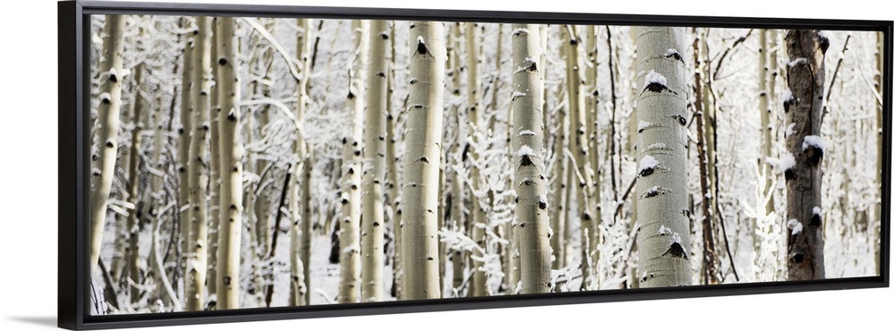 A panoramic forest of birch trees with summer snow in Aspen, Colorado.